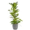 Castorama Ficus Cyathistipula 21cm Avec Cache Pot Rayures Grises 1 Castorama Ficus Cyathistipula 21cm Avec Cache Pot Rayures Grises -Castorama-Shop ficus cyathistipula 21cm avec cache pot rayures grises8720053841772 01c FR CF