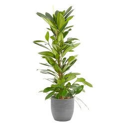 Castorama Ficus Cyathistipula 21cm Avec Cache Pot Rayures Grises