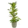 Castorama Ficus Cyathistipula 21cm Avec Cache Pot Rayures Vertes -Castorama-Shop ficus cyathistipula 21cm avec cache pot rayures vertes8720053841765 01c FR CF