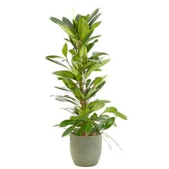 Castorama Ficus Cyathistipula 21cm Avec Cache Pot Rayures Vertes