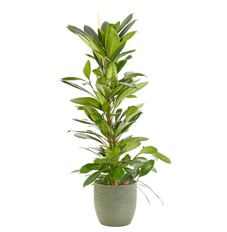 Castorama Ficus Cyathistipula 21cm Avec Cache Pot Rayures Vertes 3 Castorama Ficus Cyathistipula 21cm Avec Cache Pot Rayures Vertes