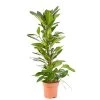 Castorama Ficus Cyathistipula 21cm 1 Castorama Ficus Cyathistipula 21cm -Castorama-Shop ficus cyathistipula 21cm8720053841741 01c FR CF