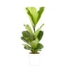 Castorama Ficus Lyrata 21cm Avec Cache Pot Blanc -Castorama-Shop ficus lyrata 21cm avec cache pot blanc8720053841307 01c FR CF