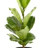 Castorama Ficus Lyrata 21cm Avec Cache Pot Pierre