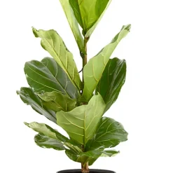 Castorama Ficus Lyrata 21cm Avec Cache Pot Pierre