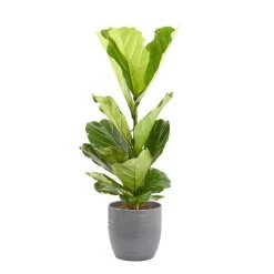Castorama Ficus Lyrata 21cm Avec Cache Pot Rayures Grises