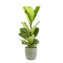 Castorama Ficus Lyrata 21cm Avec Cache Pot Rayures Vertes