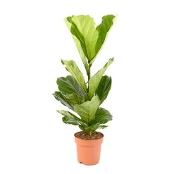 Castorama Ficus Lyrata 21cm