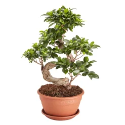 Castorama Ficus Microcarpa Ginseng En Forme De S, 20cm