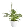 Castorama Fleur De Lune, Pot En Céramique 14cm -Castorama-Shop fleur de lune pot en ceramique 14cm3663602464105 02c