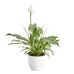 Castorama Fleur De Lune, Pot En Céramique 14cm