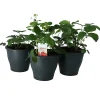 Castorama Fraise, Pot 19 Cm -Castorama-Shop fraise pot 19 cm5059340083612 02c