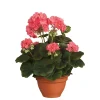 Castorama Geranium Saumon Artificiel ø25 X H.35 Cm En Pot Campana Terra ø15,5 Cm -Castorama-Shop geranium saumon artificiel 25 x h 35 cm en pot campana terra 15 5 cm8712293752031 01c FR CF