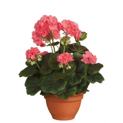Castorama Geranium Saumon Artificiel ø25 X H.35 Cm En Pot Campana Terra ø15,5 Cm