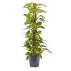 Castorama Grand Pothos Sur Tuteur En Mousse 24cm -Castorama-Shop grand pothos sur tuteur en mousse 24cm3663602462484 02c