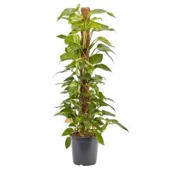 Castorama Grand Pothos Sur Tuteur En Mousse 24cm