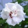 Castorama Hibiscus, Pot 17 Cm -Castorama-Shop hibiscus pot 17 cm5059340083766 01i