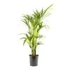 Castorama Howea Forster 24cm -Castorama-Shop howea forster 24cm8720053842168 01c FR CF