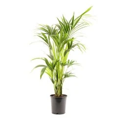 Castorama Howea Forster 24cm