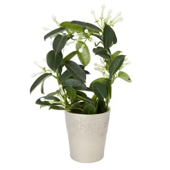 Castorama Jasmin En Pot Céramique 12 Cm