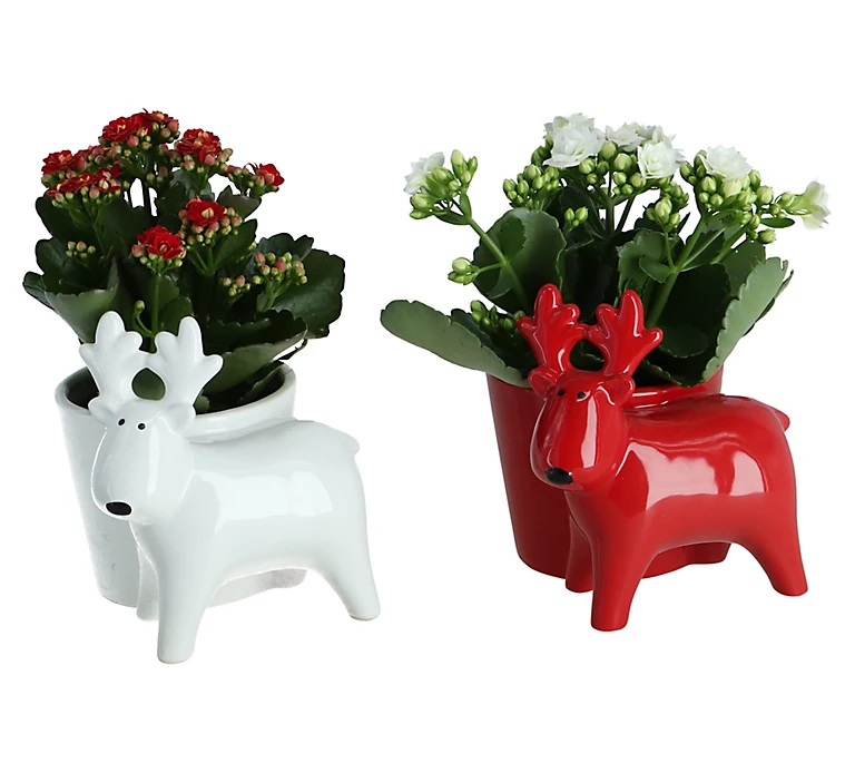 Castorama Kalanchoe Avec Pot Rennes 12 Cm 3 Castorama Kalanchoe Avec Pot Rennes 12 Cm