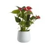 Castorama Langue De Feu, Pot En Céramique 12cm -Castorama-Shop langue de feu pot en ceramique 12cm3663602497288 02c