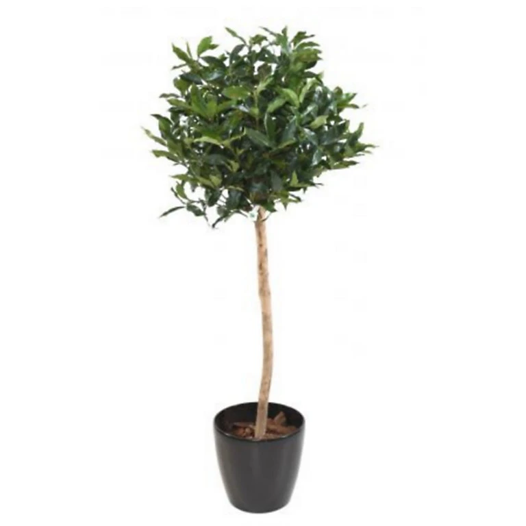 Castorama Laurier Boule Artificiel H.150 Cm 3 Castorama Laurier Boule Artificiel H.150 Cm