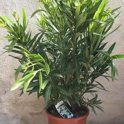 Castorama Laurier Rose ø25cm 10L 90-100