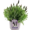 Castorama Lavande Angustifolia Blanche/rose 2L