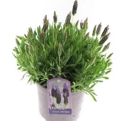 Castorama Lavande Angustifolia Blanche/rose 2L