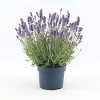 Castorama Lavande Angustifolia Felice Bleue 2L 1 Castorama Lavande Angustifolia Felice Bleue 2L -Castorama-Shop lavande angustifolia felice bleue 2l8719194203570 01c fr cf