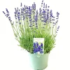 Castorama Lavande Angustifolia Hidcote 2L -Castorama-Shop lavande angustifolia hidcote 2l8719194203655 01c fr cf