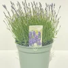 Castorama Lavande Angustifolia Hidcote 5L -Castorama-Shop lavande angustifolia hidcote 5l8719194203631 01c fr cf