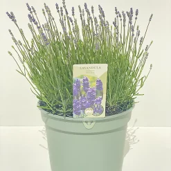 Castorama Lavande Angustifolia Hidcote 5L