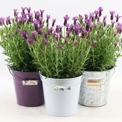 Castorama Lavande Anouk Collection Seau En Zinc