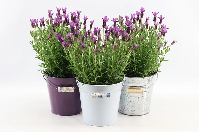 Castorama Lavande Anouk Collection Seau En Zinc 3 Castorama Lavande Anouk Collection Seau En Zinc