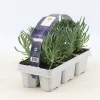 Castorama Lavande Pack De 6 Plantes -Castorama-Shop lavande pack de 6 plantes8719194203587 01c fr cf