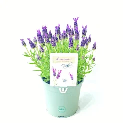 Castorama Lavande Stoechas Lamorosia 2L