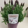 Castorama Lavande Stoechas Lamorosia Pot 13 Cm 1 Castorama Lavande Stoechas Lamorosia Pot 13 Cm -Castorama-Shop lavande stoechas lamorosia pot 13 cm8719194203686 01c fr cf