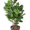 Castorama Lyrata Royal Buisson Artificiel -Castorama-Shop lyrata royal buisson artificiel3700543501046 01c FR CF
