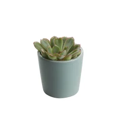 Castorama Mini-succulente, Assortiment, Pot En Céramique 5,5cm