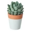 Castorama Mini-succulente, Assortiment, Pot En Céramique Bicolore 5,5cm