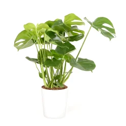 Castorama Mostera 21cm Avec Cache Pot Blanc