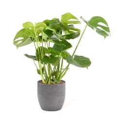 Castorama Mostera 21cm Avec Cache Pot Rayures Grises