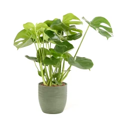 Castorama Mostera 21cm Avec Cache Pot Rayures Vertes