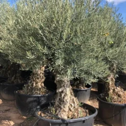 Castorama Olivier Bonsai Circ TR 120 140