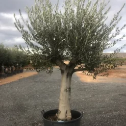 Castorama Olivier Charpenté Circ TR50 70