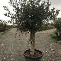 Castorama Olivier Pot 110L