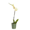 Castorama Orchidée 1 Tige Avec Pot En Céramique 12cm, Assortiment -Castorama-Shop orchidee 1 tige avec pot en ceramique 12cm assortiment3663602464365 02c