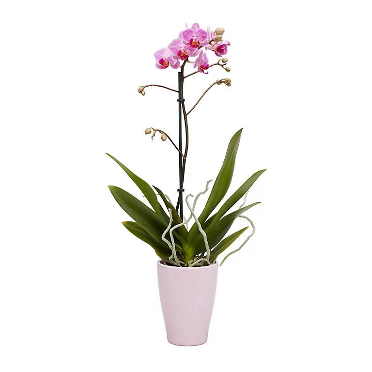 Castorama Orchidée 1 Tige Avec Pot En Céramique 9cm, Assortiment 3 Castorama Orchidée 1 Tige Avec Pot En Céramique 9cm, Assortiment